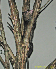 Didelphis marsupialis