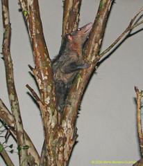 Didelphis marsupialis