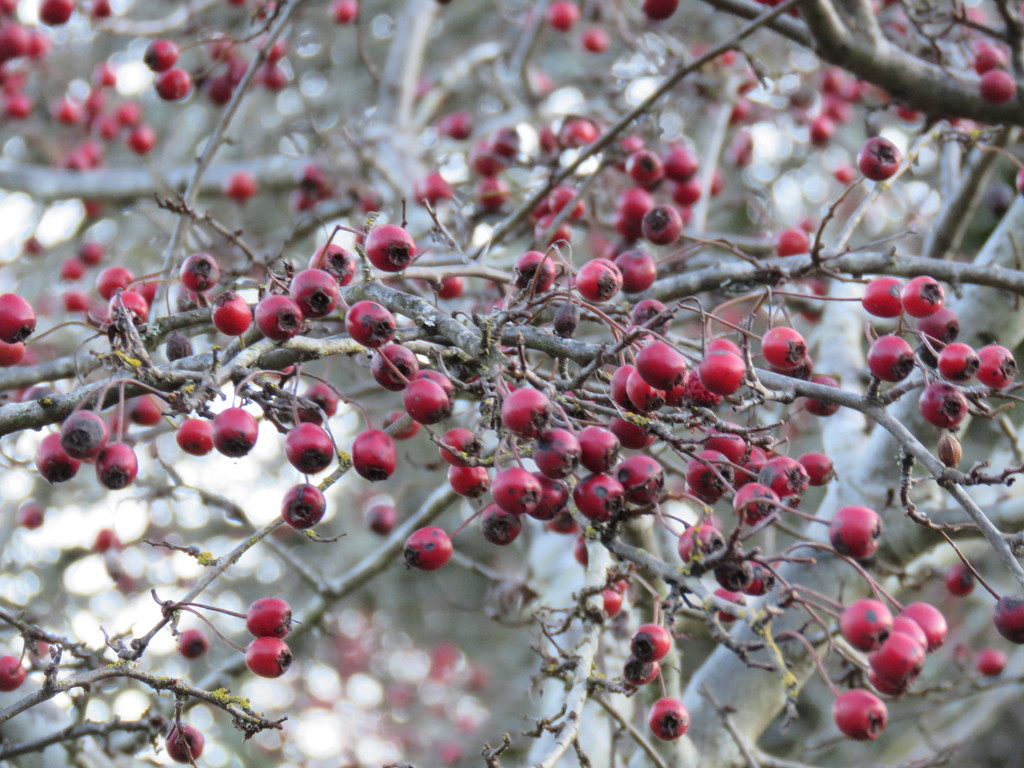 Crataegus monogyna