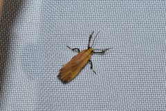 Lycomorphodes sordida