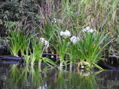 Hymenocallis littoralis
