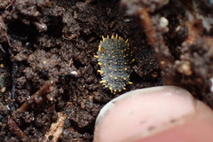 Holacanthella paucispinosa