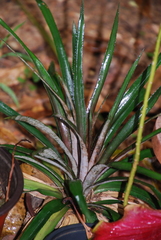 Ananas comosus