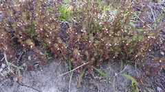 Euphrasia subarctica