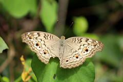 Junonia atlites