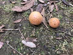 Atrusca quercuscentricola