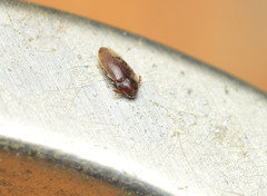Trixagus chevrolati