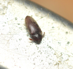 Trixagus chevrolati
