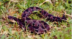 Metlapilcoatlus olmec