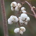 Common Snowberry - Photo (c) Calli, some rights reserved (CC BY-NC), uploaded by Calli