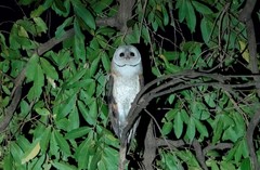 Tyto alba poensis