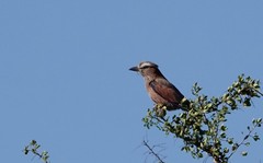 Coracias naevius mosambicus