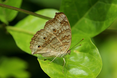 Junonia atlites