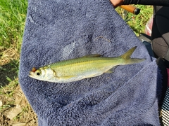 Hemiculter leucisculus