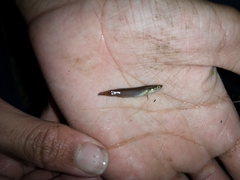 Anablepsoides hartii