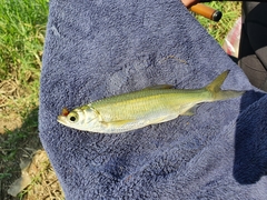 Hemiculter leucisculus