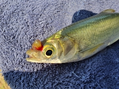 Hemiculter leucisculus