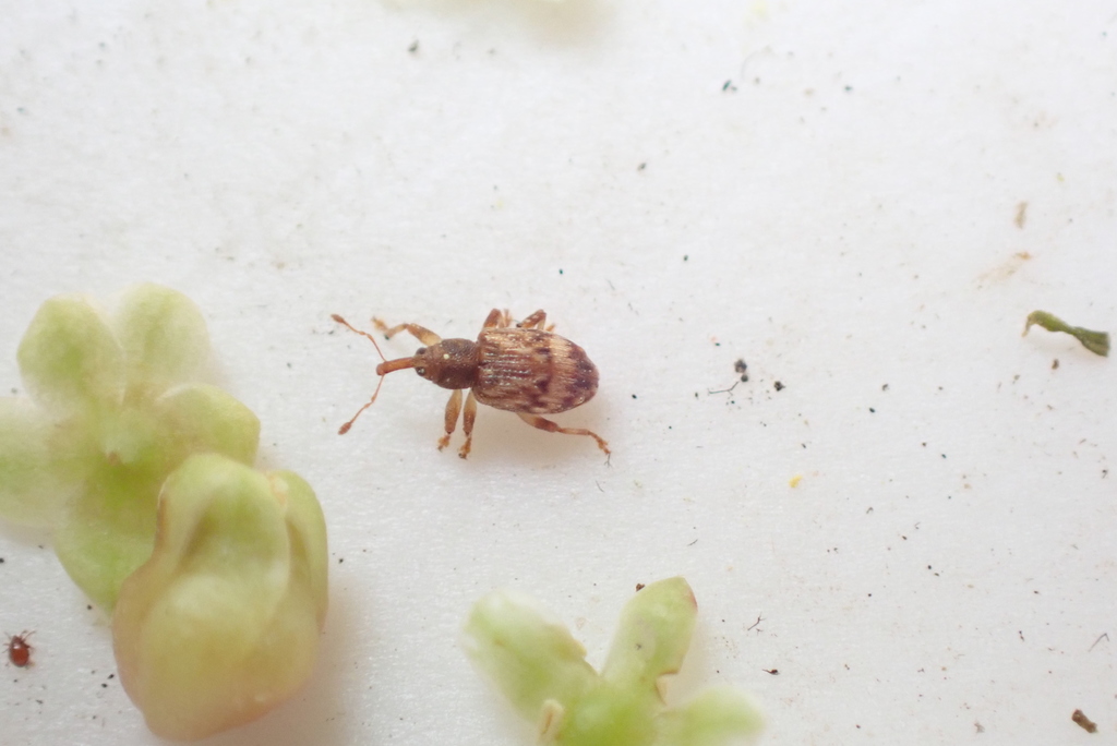 Peristoreus acceptus