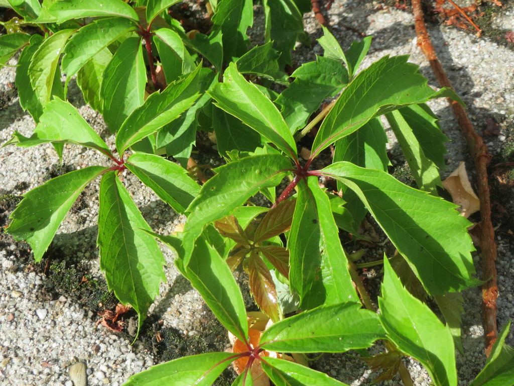 Virginia Creeper—A Plant Study – The Meaning of Water