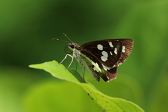 Udaspes folus