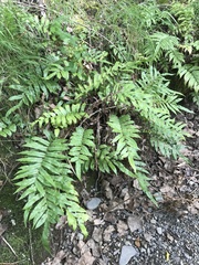 Blechnum minus