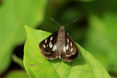Udaspes folus