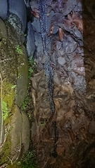 Malayopython reticulatus