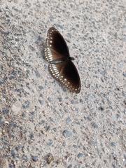 Euploea core