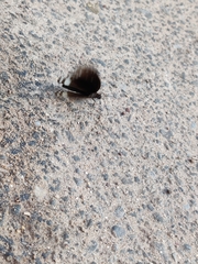Euploea core