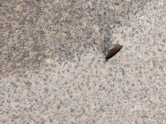 Euploea core