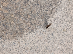 Euploea core