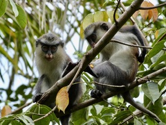 Cercopithecus mona