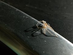 Araneae