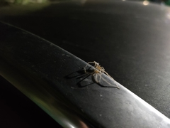 Araneae