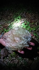 Malayopython reticulatus