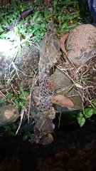 Malayopython reticulatus