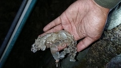 Malayopython reticulatus