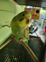 Melopsittacus