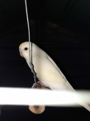 Melopsittacus
