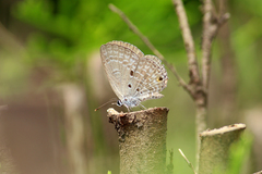 Luthrodes pandava