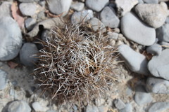 Coryphantha salinensis