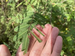 Mimosa asperata
