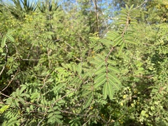 Mimosa asperata