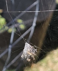 Araneidae