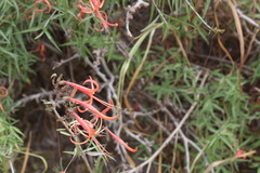 Anisacanthus quadrifidus wrightii