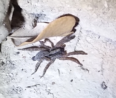 Trochosa sepulchralis