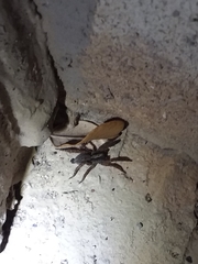 Trochosa sepulchralis