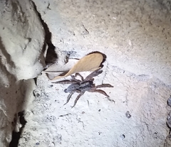 Trochosa sepulchralis