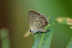 Luthrodes pandava