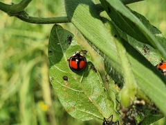 Coelophora biplagiata